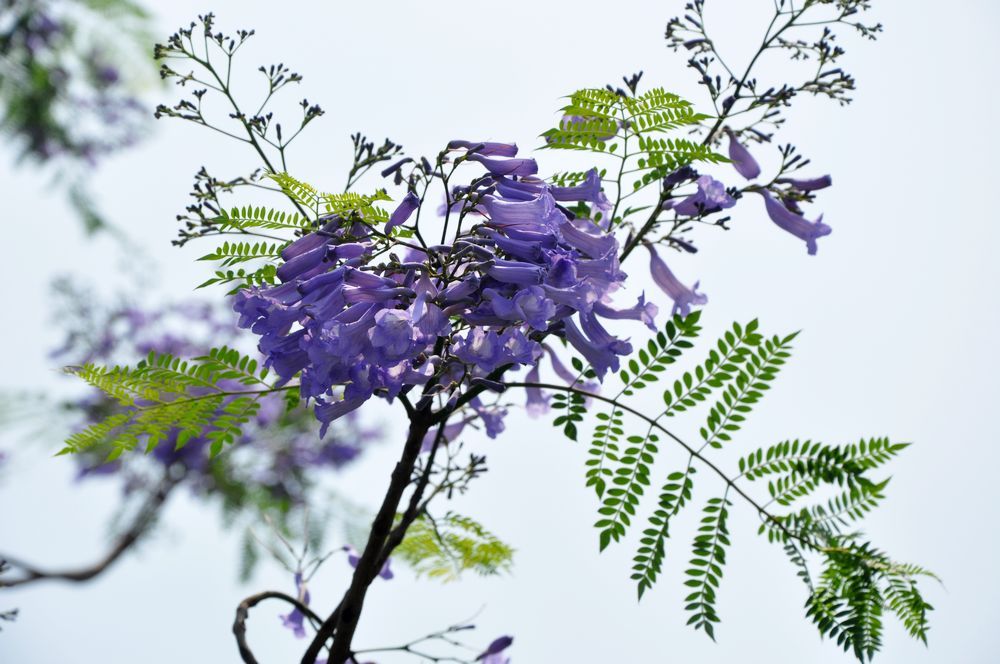 藍(lán)花楹唯美短詩(shī)句