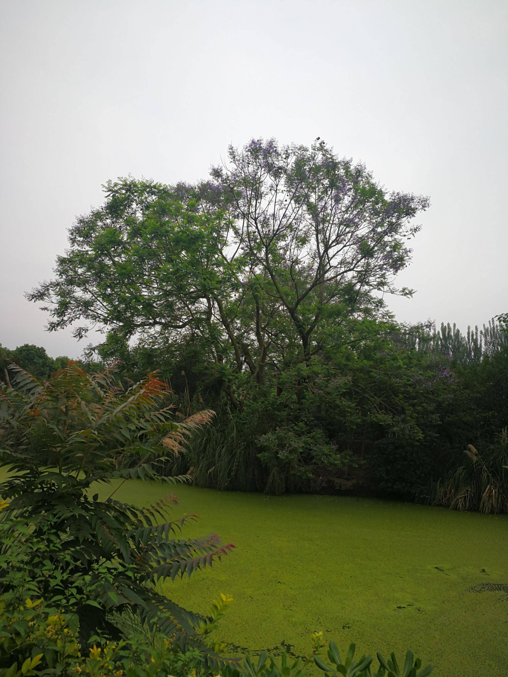 40公分的藍花楹價格