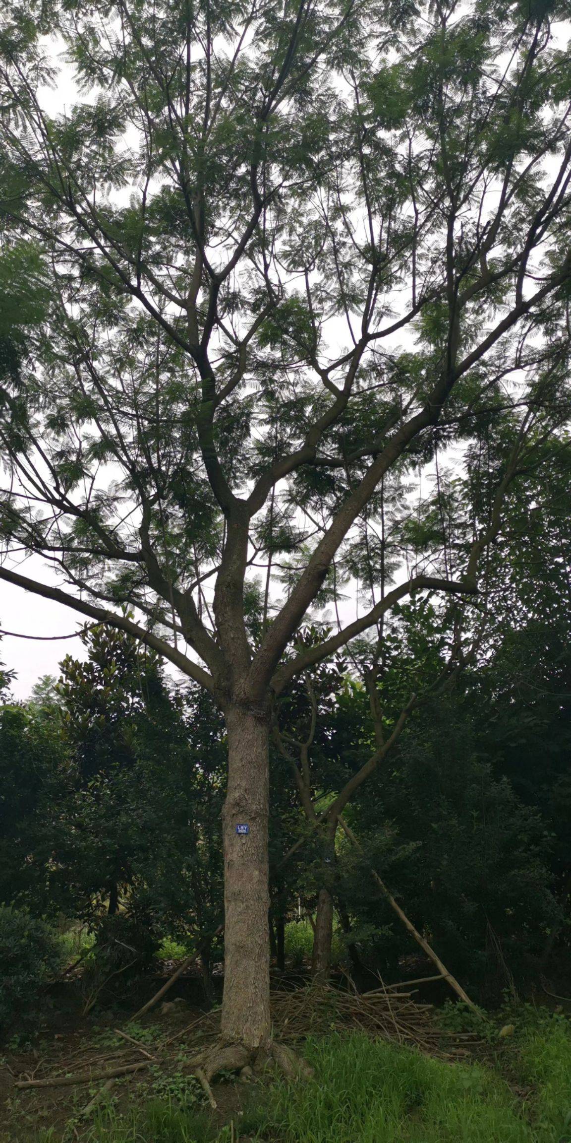 40公分的藍花楹價格