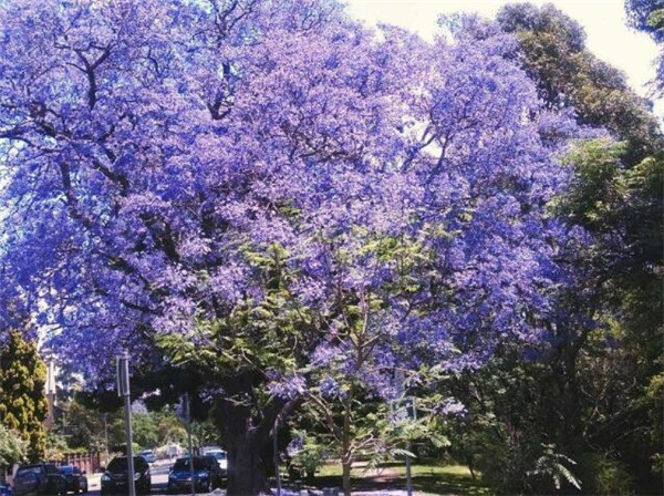 30公分藍花楹市場價格
