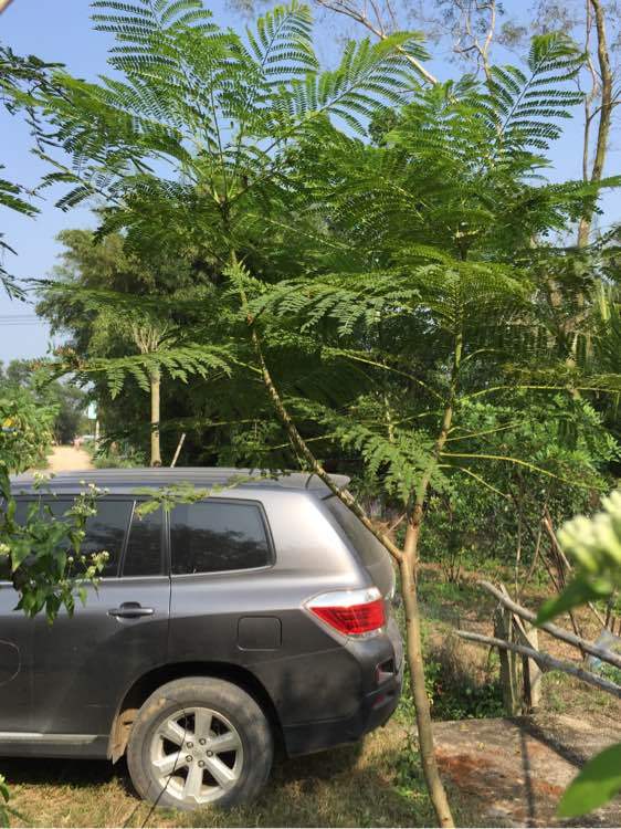 藍花楹多少年長成大樹