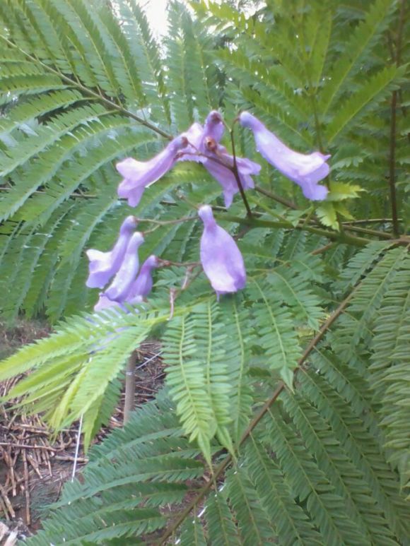 藍花楹多少年長成大樹