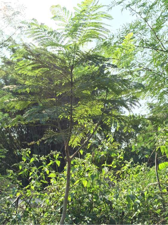 藍花楹多少年長成大樹