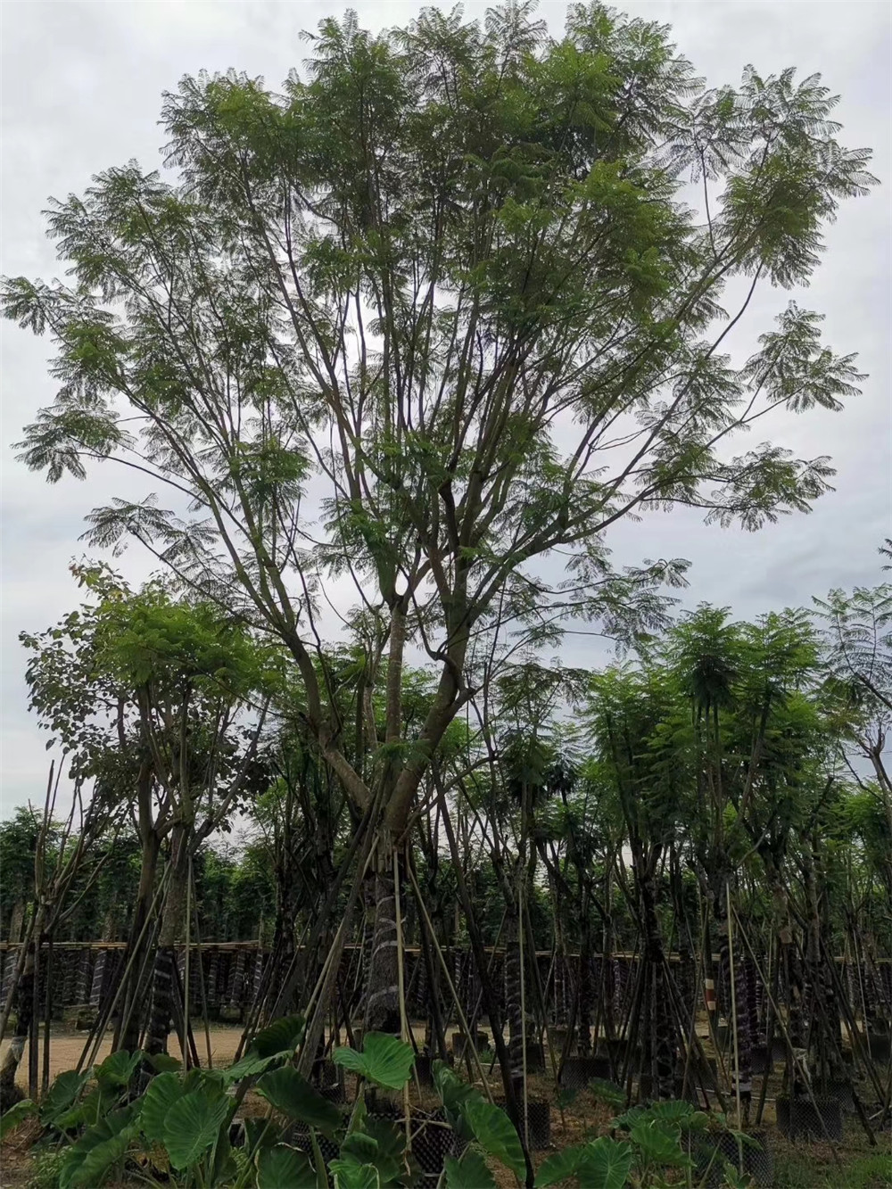 眉山藍(lán)花楹價(jià)格基地