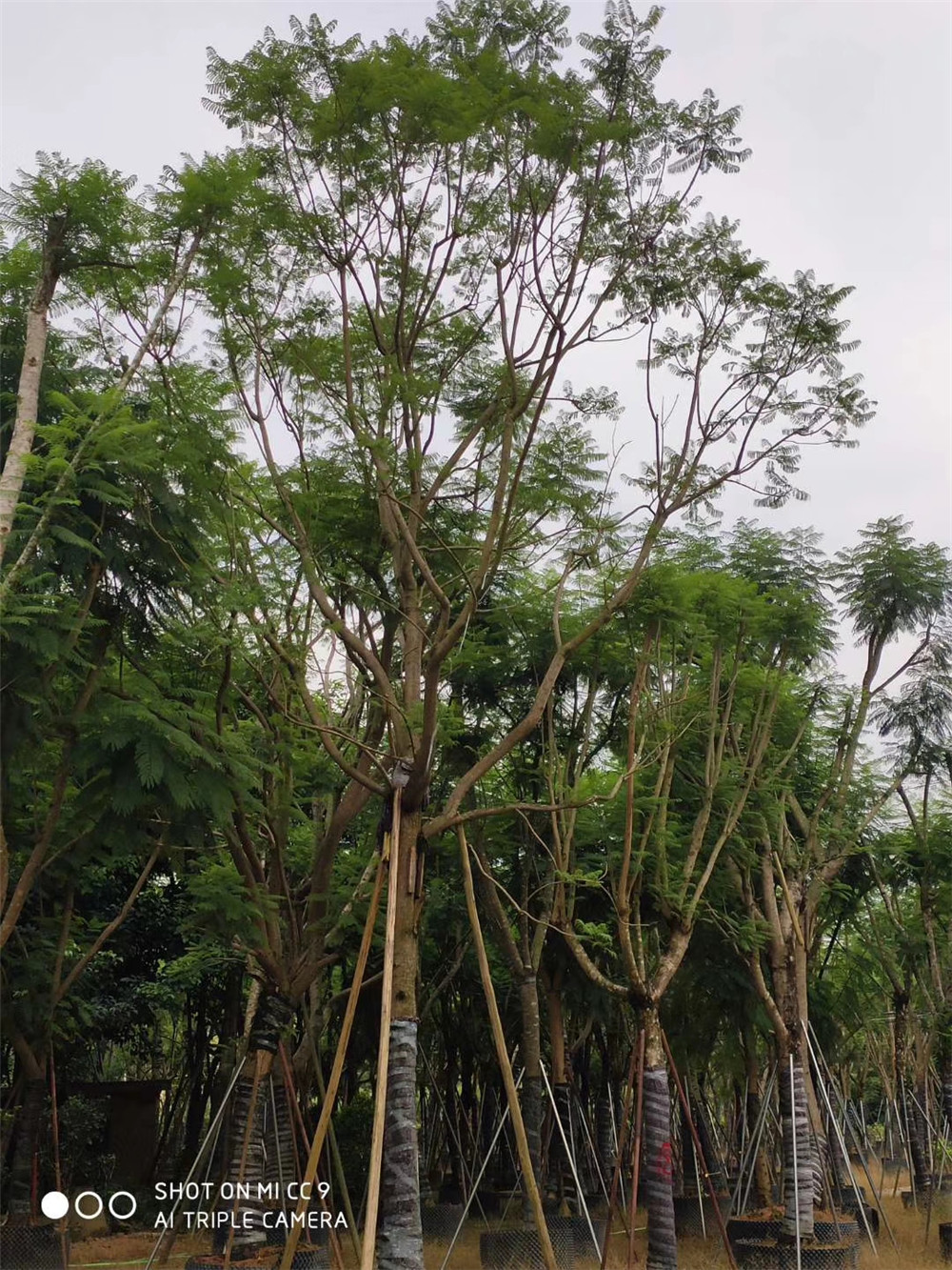 眉山藍(lán)花楹價(jià)格基地