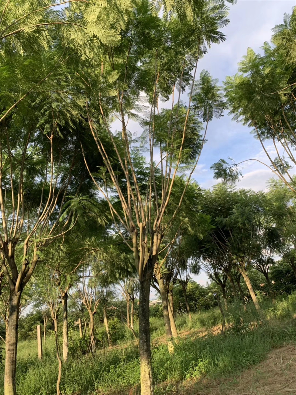 眉山藍(lán)花楹價(jià)格基地