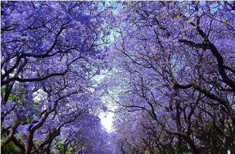 【藍花楹的寓意和象征】