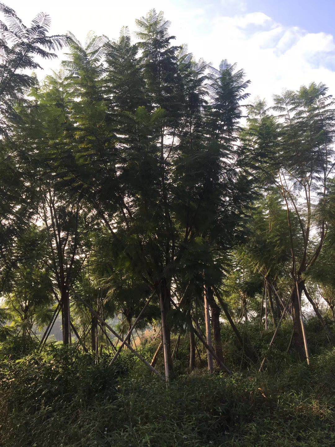 【15一16公分藍花楹價格】