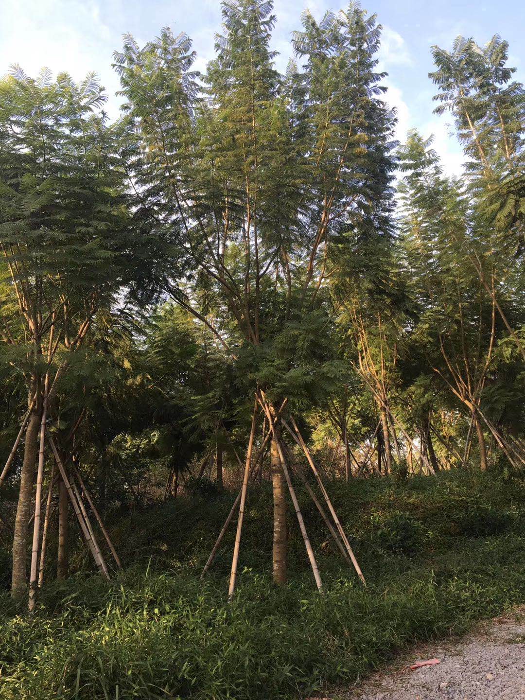 【15一16公分藍花楹價格】
