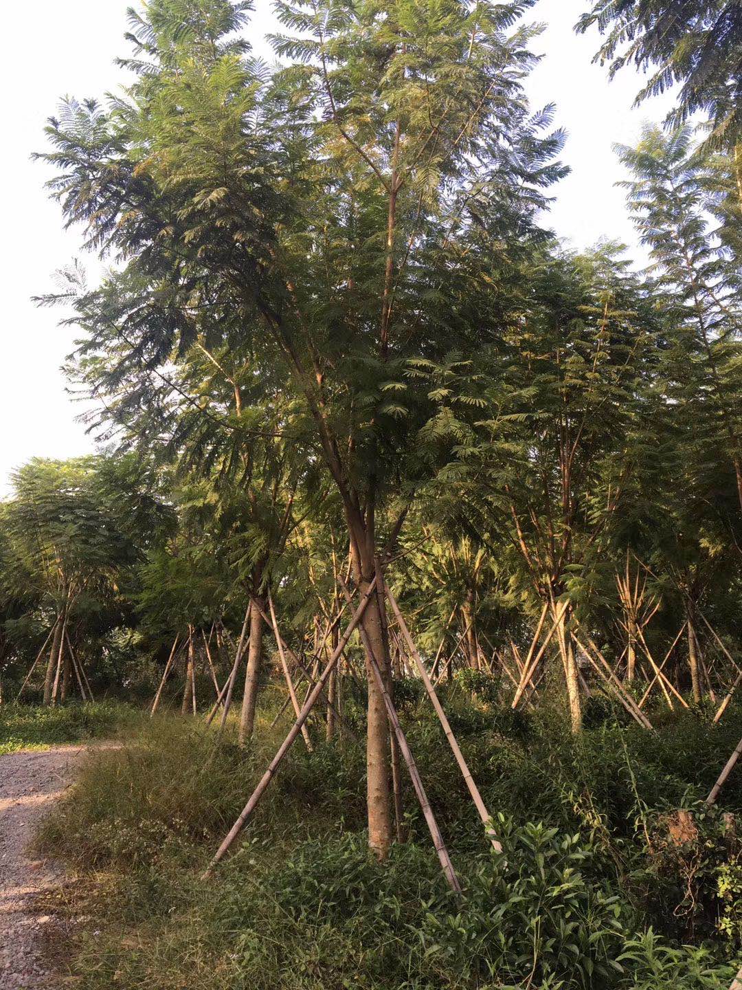【15一16公分藍花楹價格】