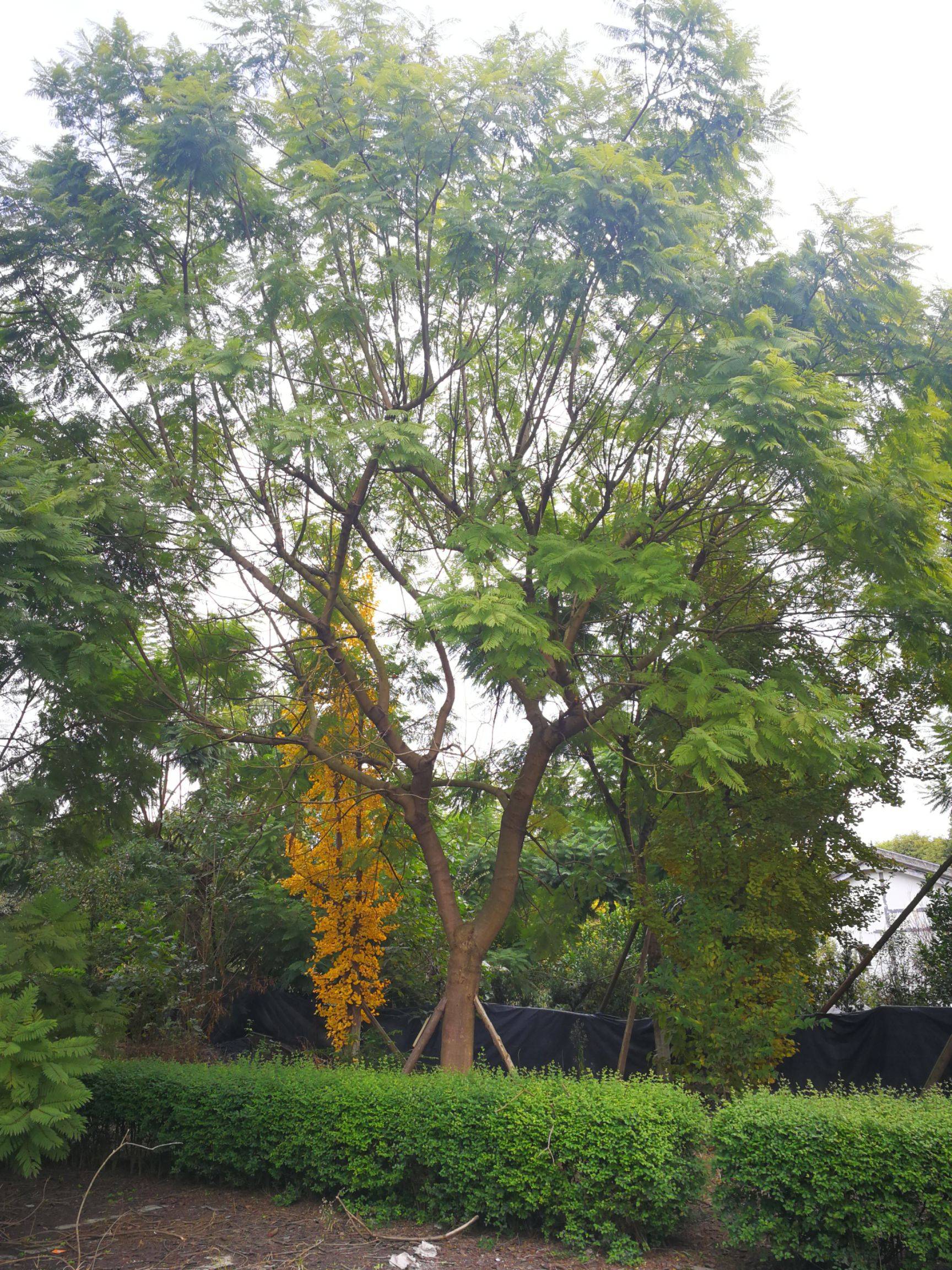 【40公分的藍(lán)花楹價(jià)格】