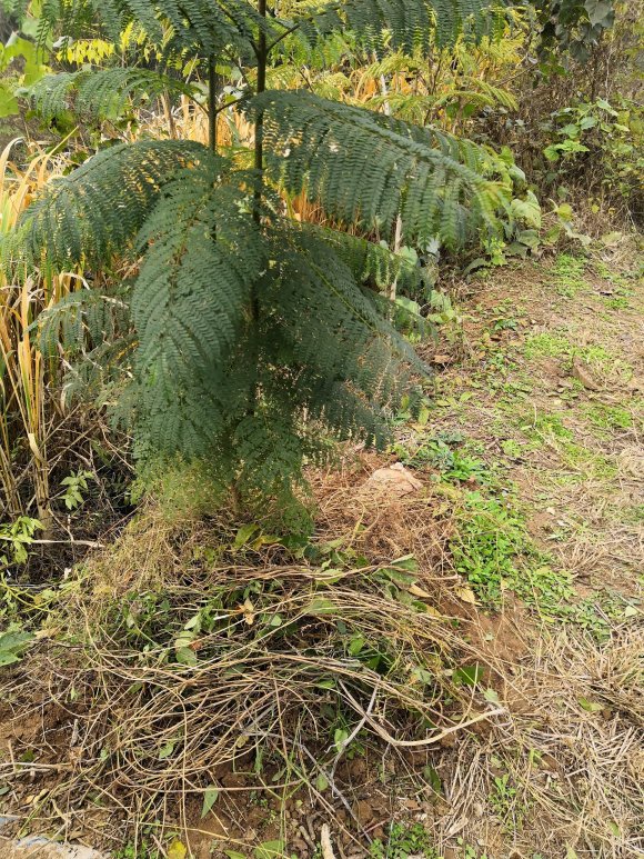 【藍花楹多少多度會凍死】