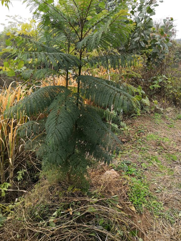 【藍花楹多少多度會凍死】
