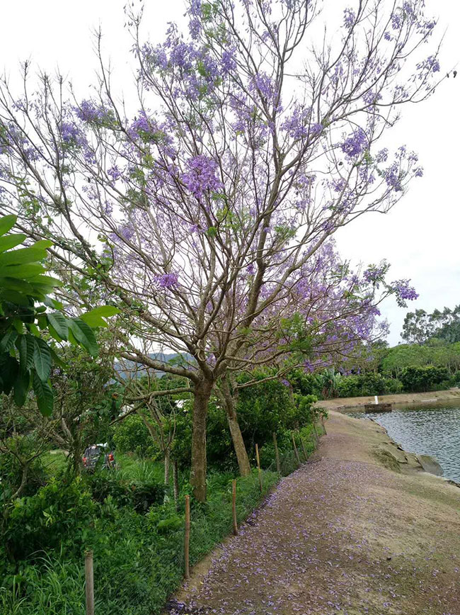 【藍(lán)花楹多少多錢一棵】