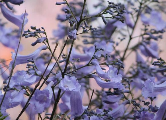 【藍(lán)花楹多少多錢一棵】