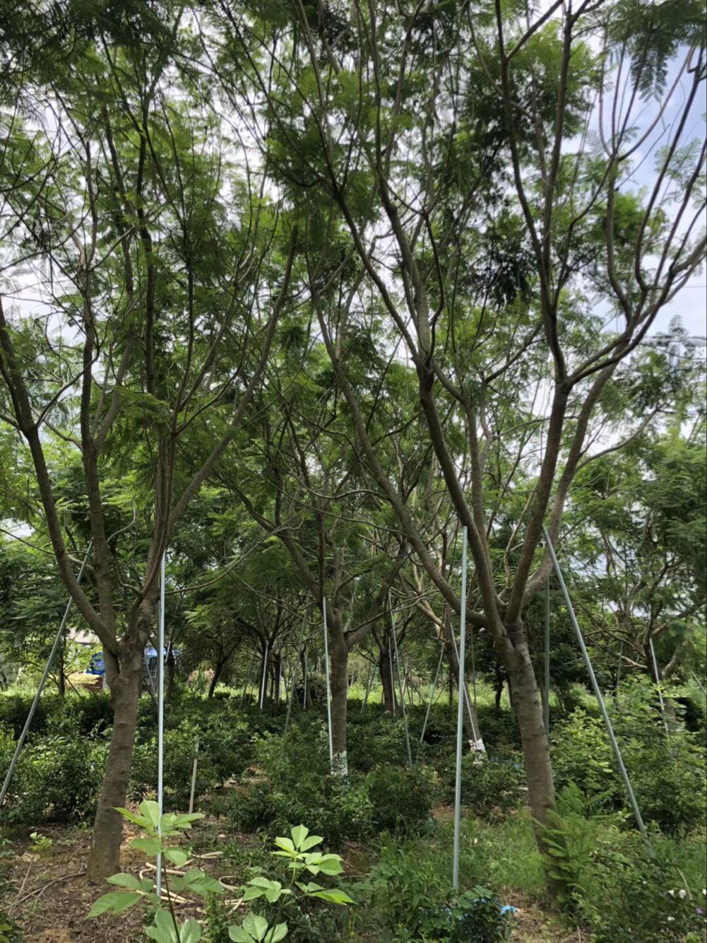 【10公分藍花楹什么價格】
