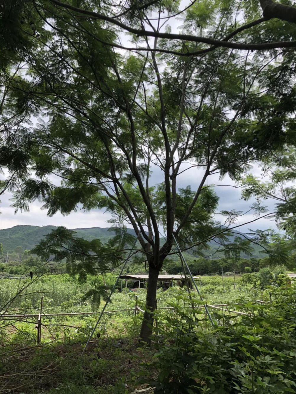 【10公分藍花楹什么價格】