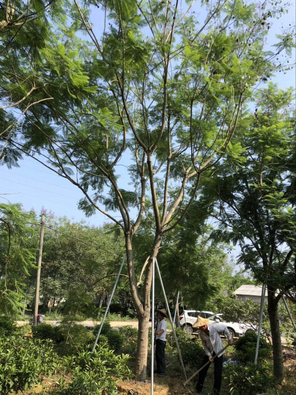 【10公分藍花楹什么價格】