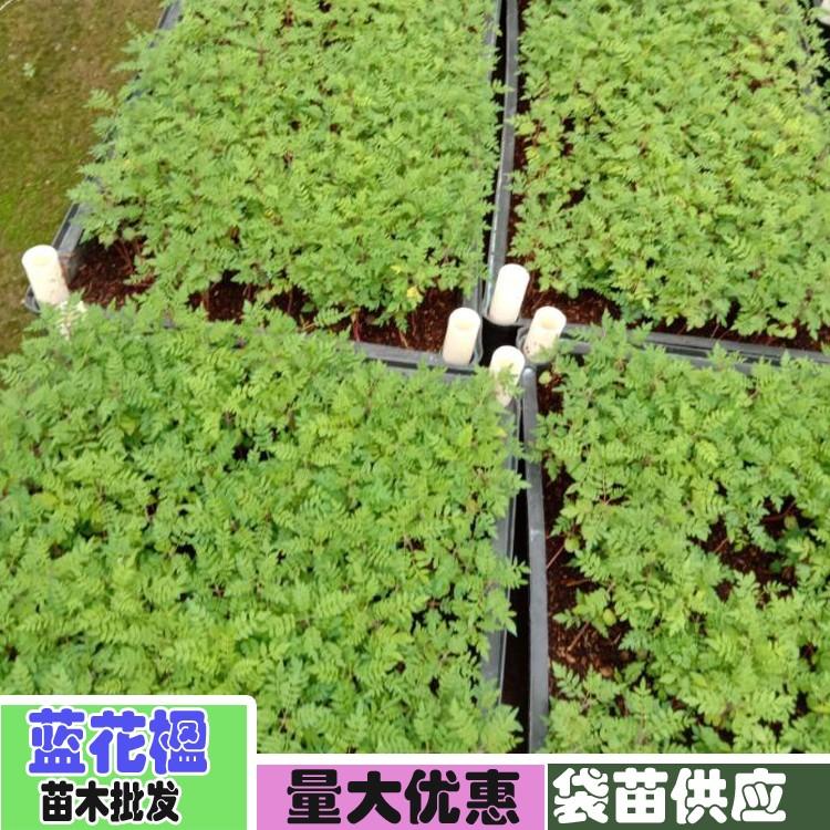 【1米高藍花楹樹苗價格】