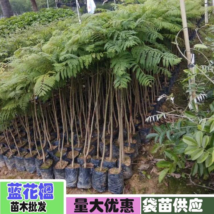 【1米高藍花楹樹苗價格】