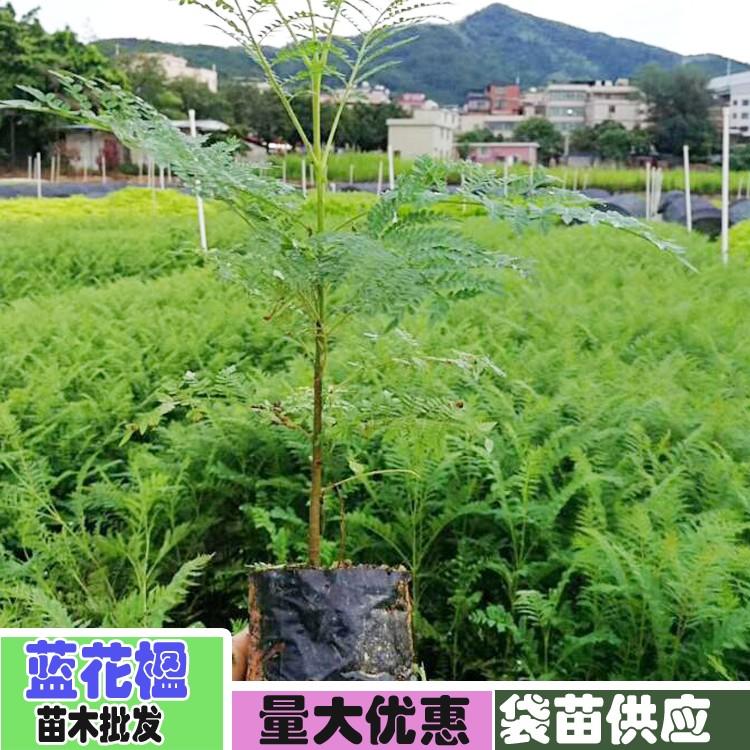 【1米高藍花楹樹苗價格】