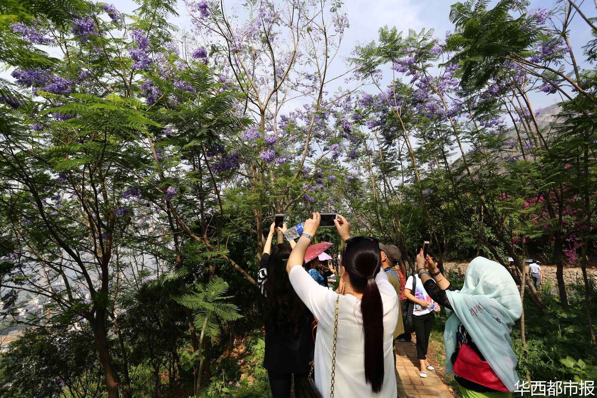 【四川藍花楹最多的處所】