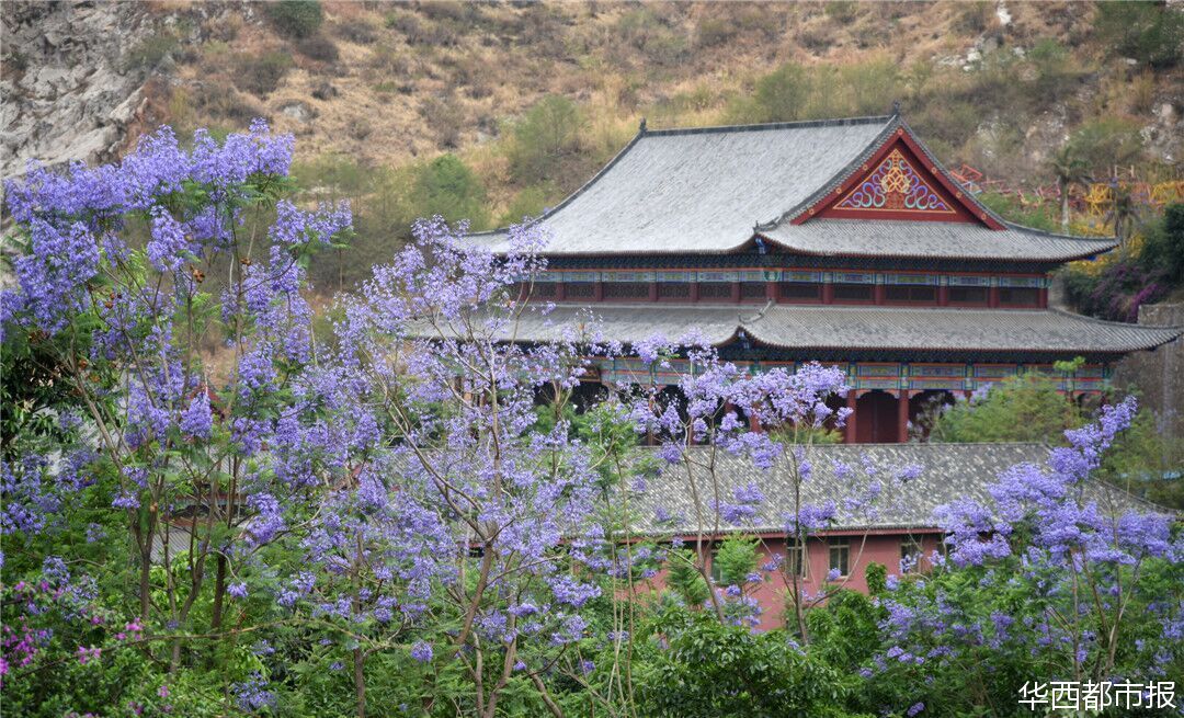 【四川藍花楹最多的處所】