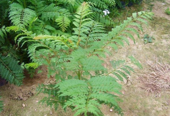 藍花楹樹什么時候種植最好
