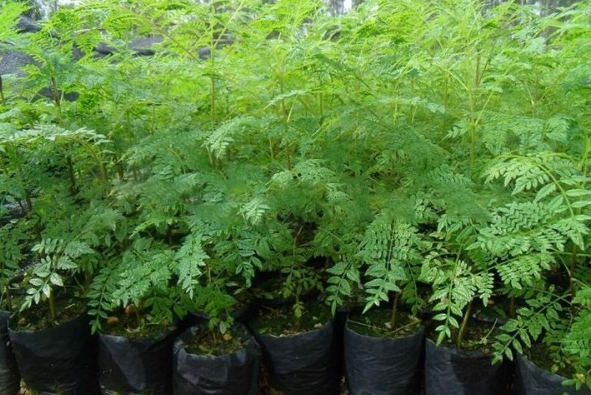 藍花楹樹什么時候種植最好