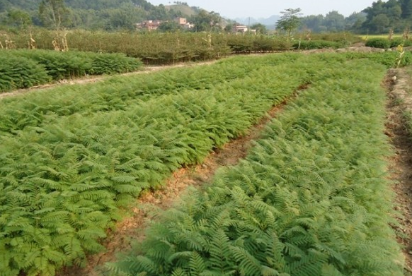 藍花楹樹什么時候種植最好