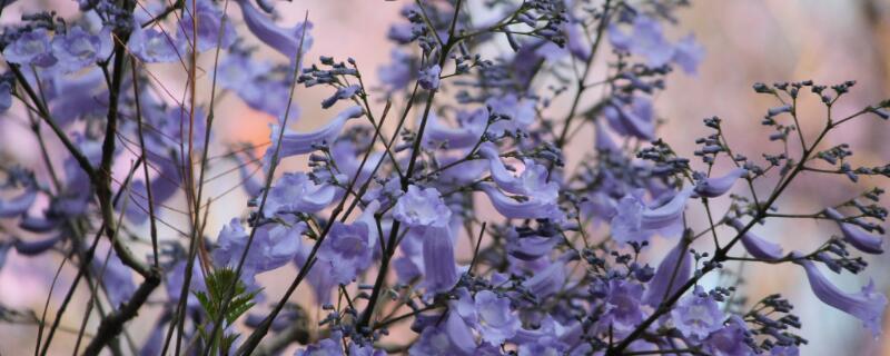 【藍花楹樹合適南方養嗎】