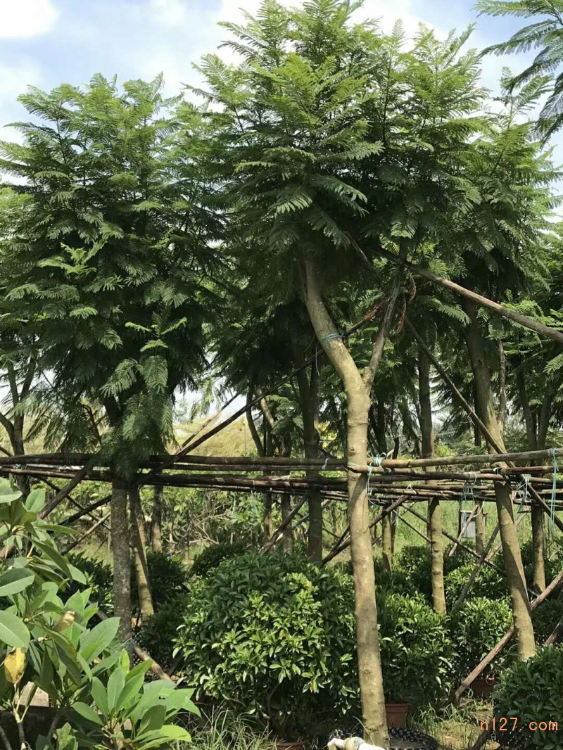 【藍花楹多少多錢一棵】