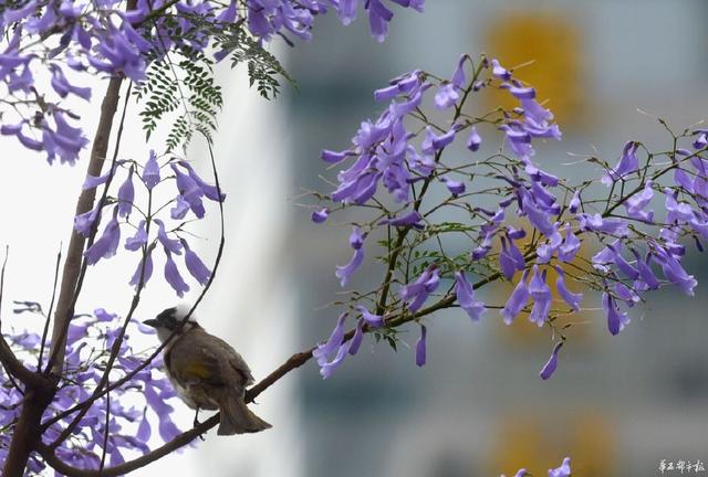 成都藍(lán)花楹大道【東大街】藍(lán)花楹街道【最佳去處】