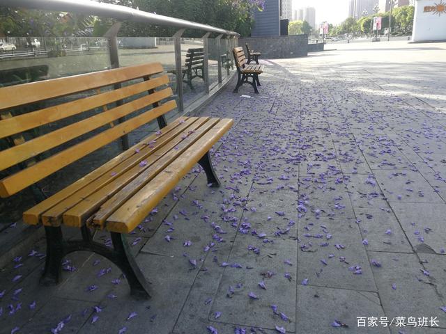 溫江什么處所的藍花楹最美麗