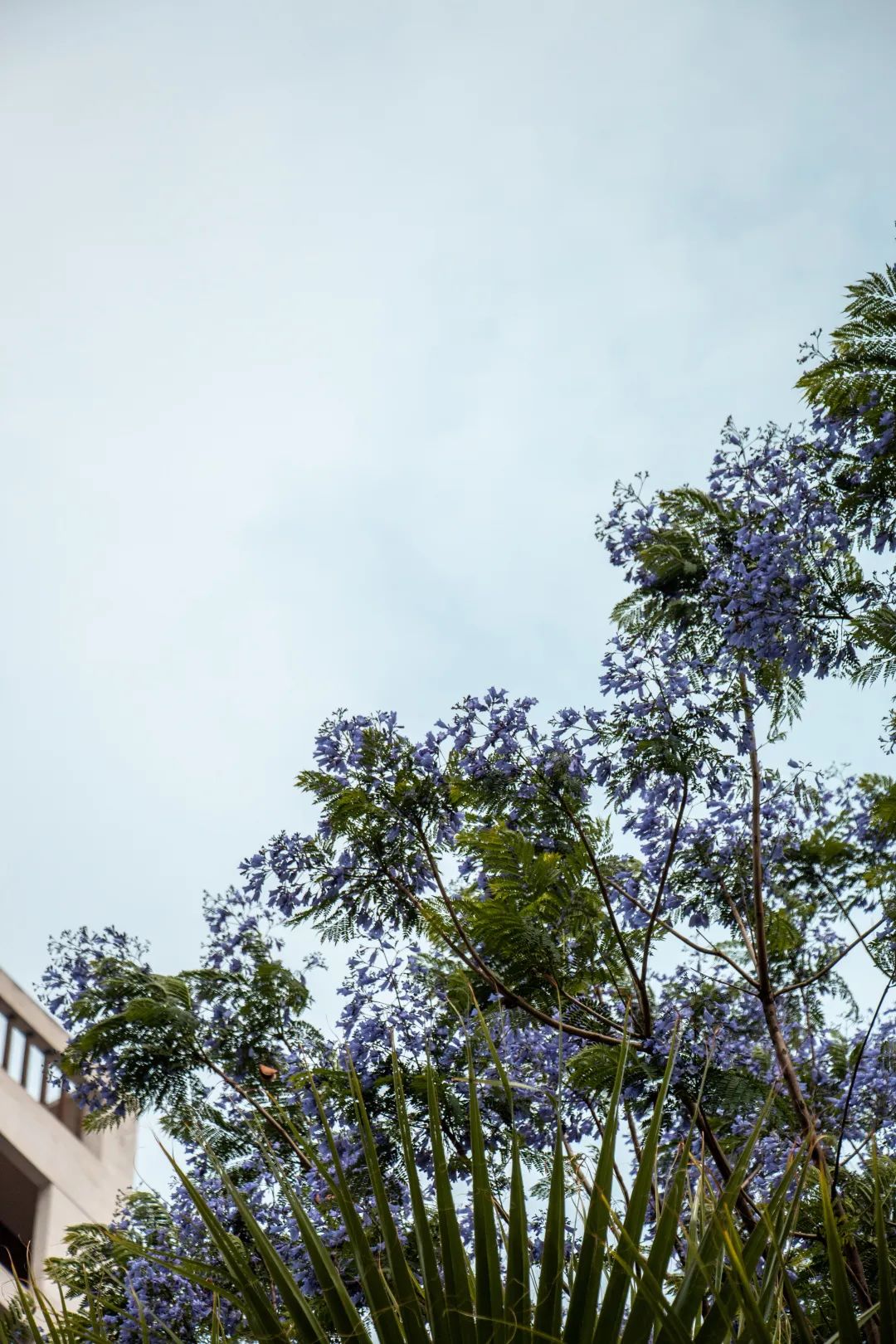 溫江什么處所的藍花楹最美麗