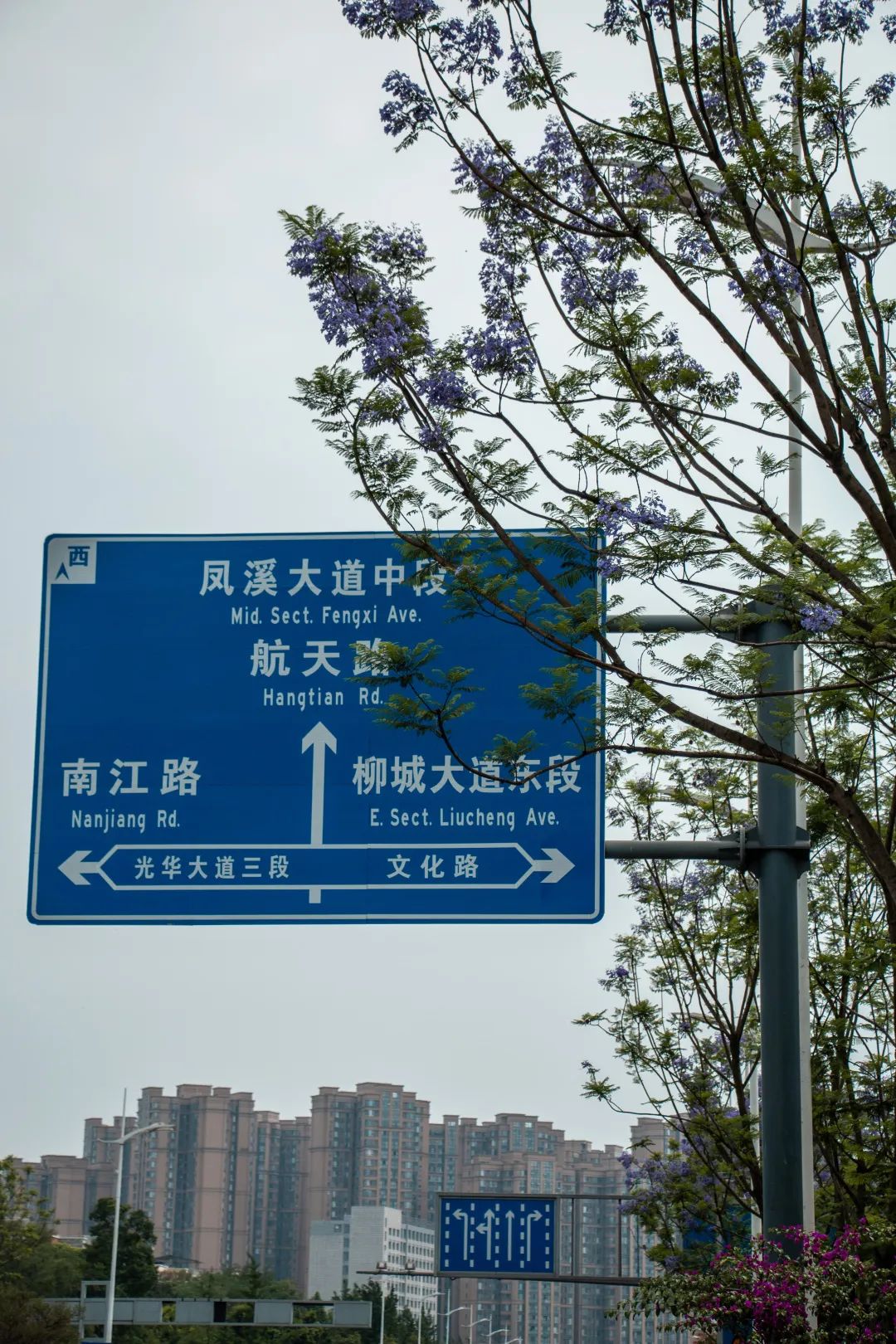 溫江什么處所的藍花楹最美麗