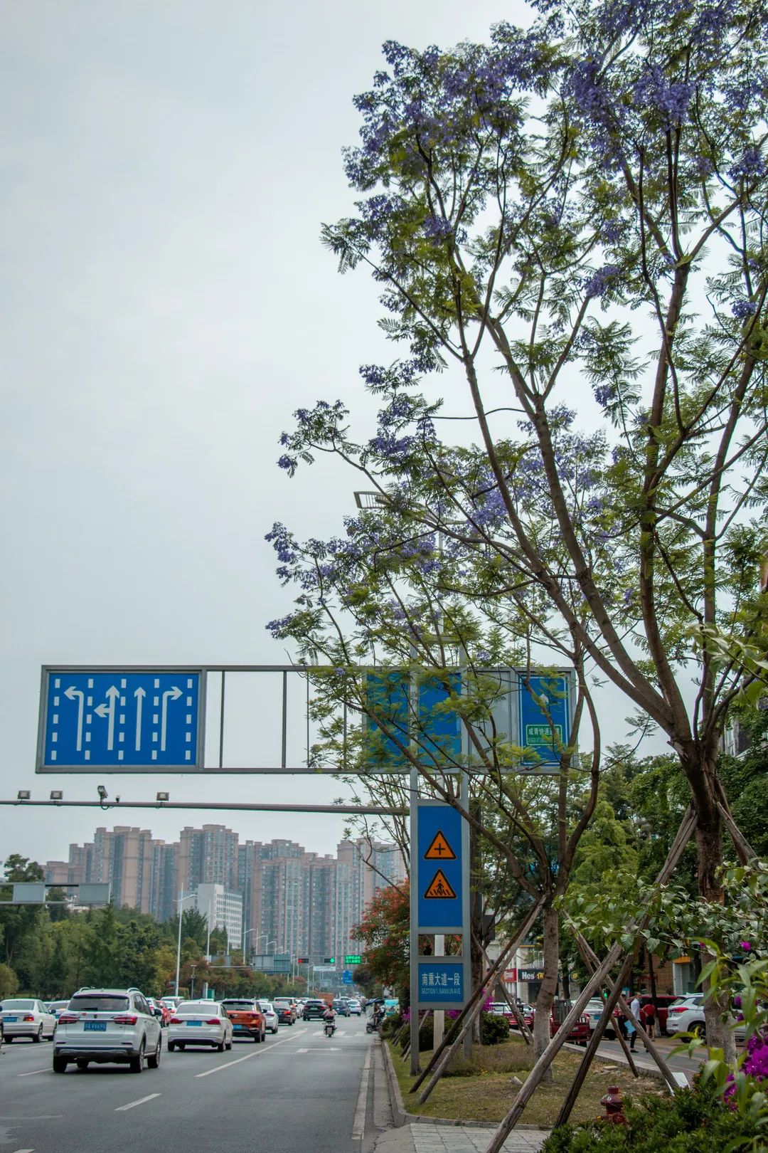溫江什么處所的藍花楹最美麗