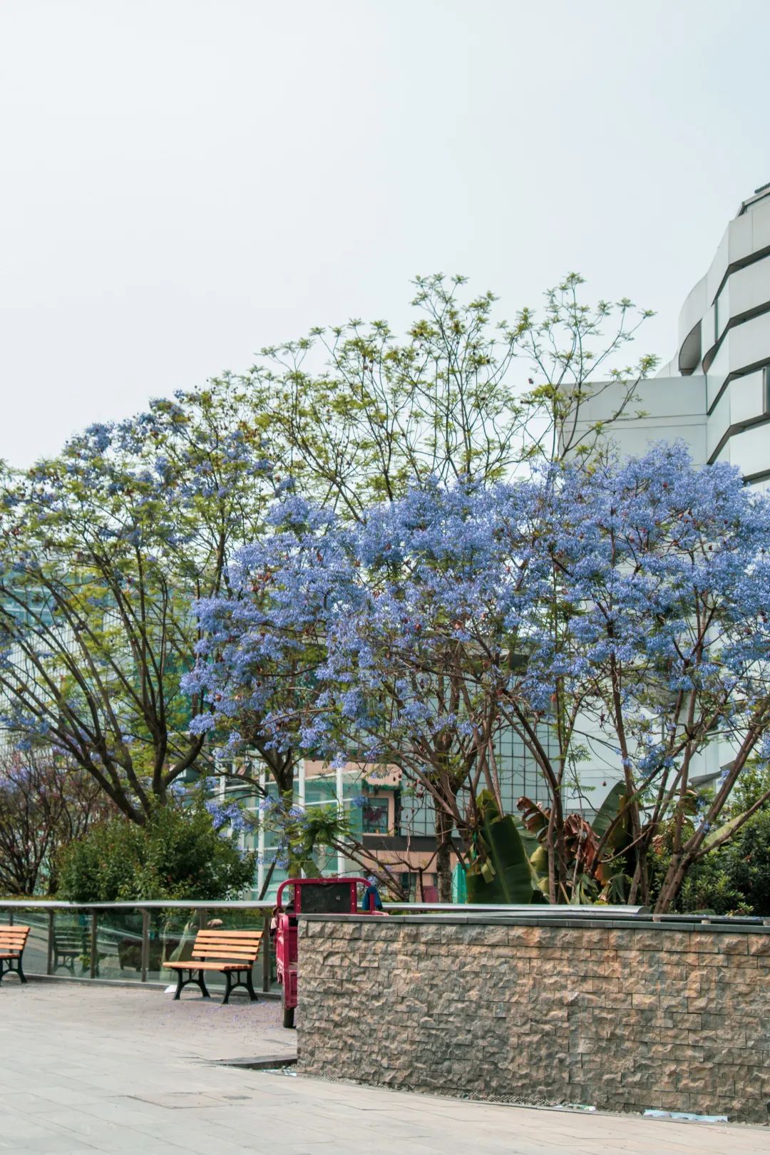 溫江什么處所的藍花楹最美麗