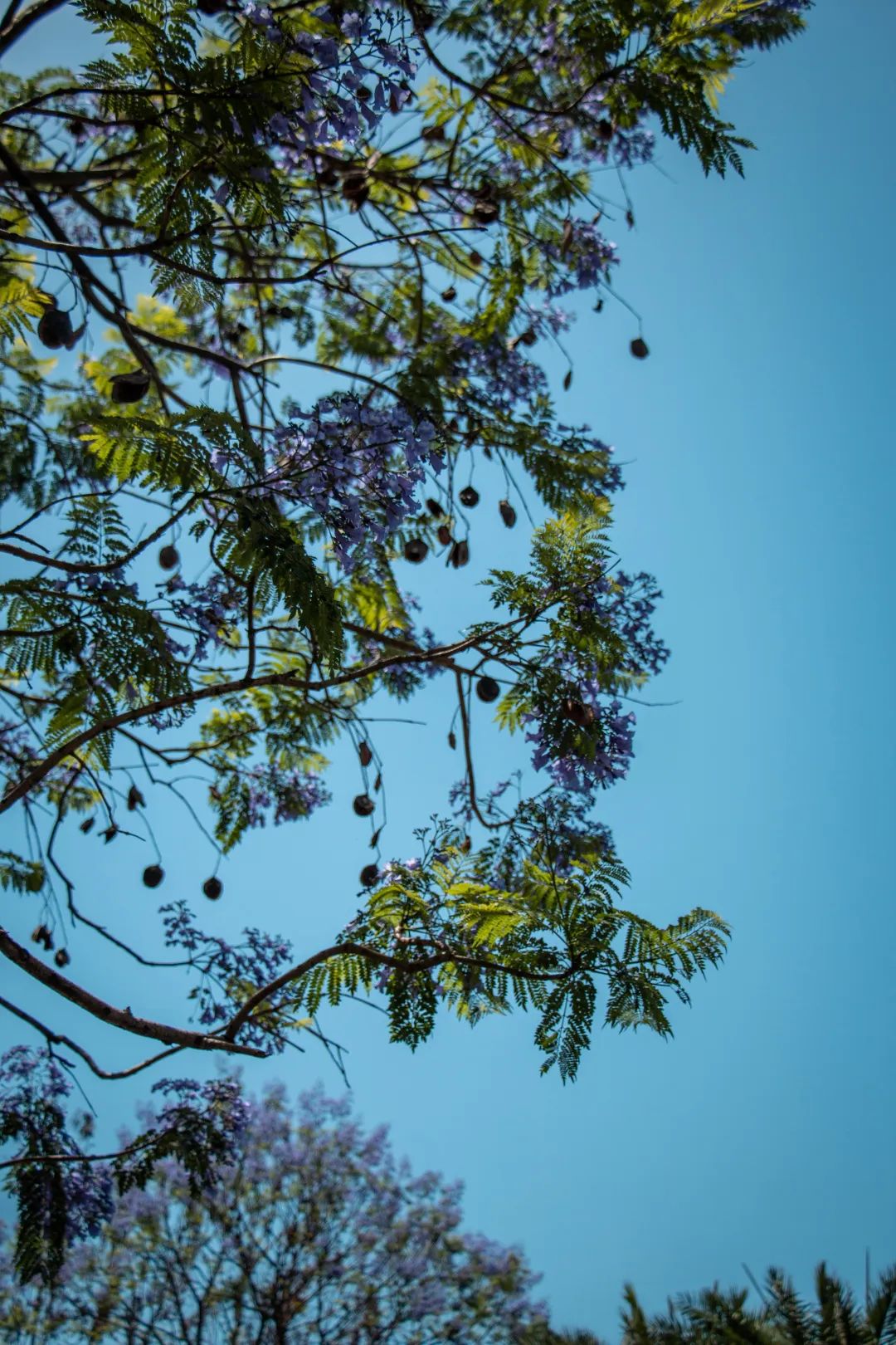 溫江什么處所的藍花楹最美麗