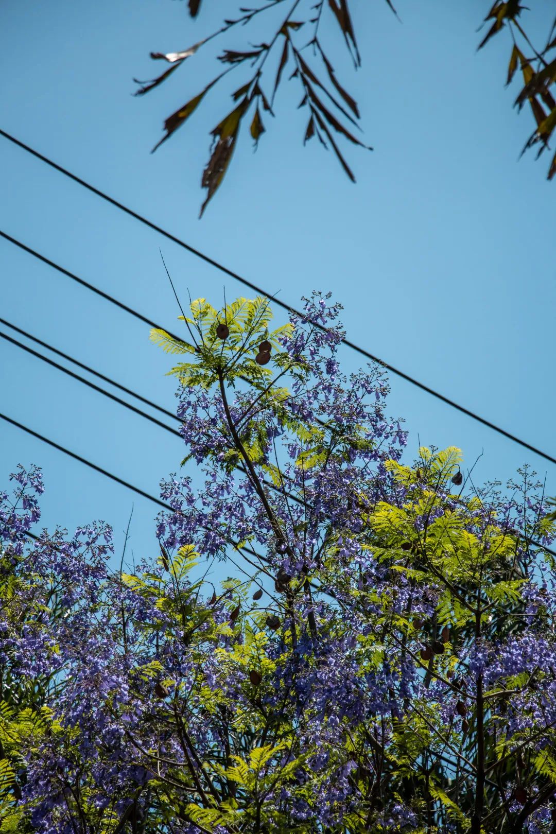 溫江什么處所的藍花楹最美麗