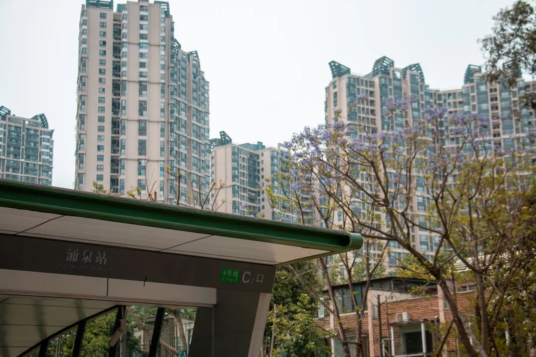 溫江什么處所的藍花楹最美麗