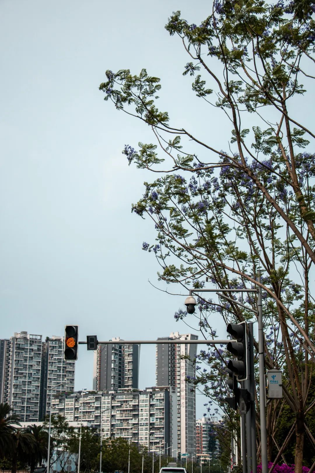 溫江什么處所的藍花楹最美麗
