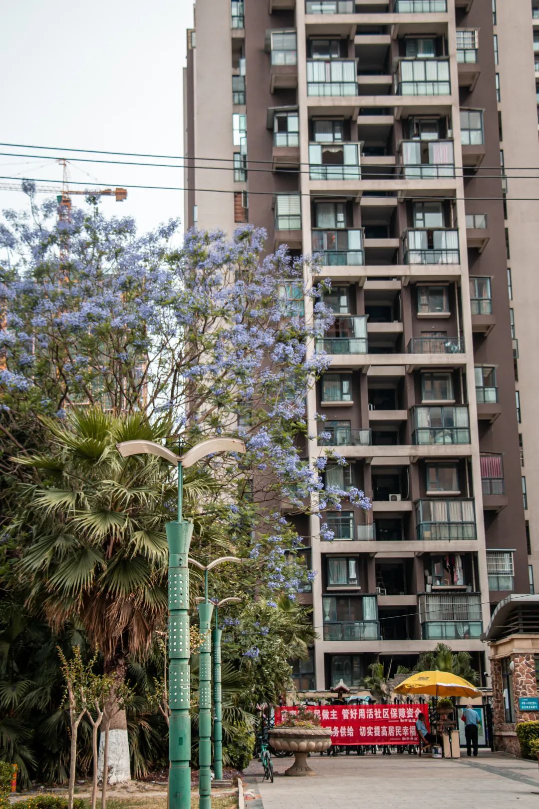 溫江什么處所的藍花楹最美麗