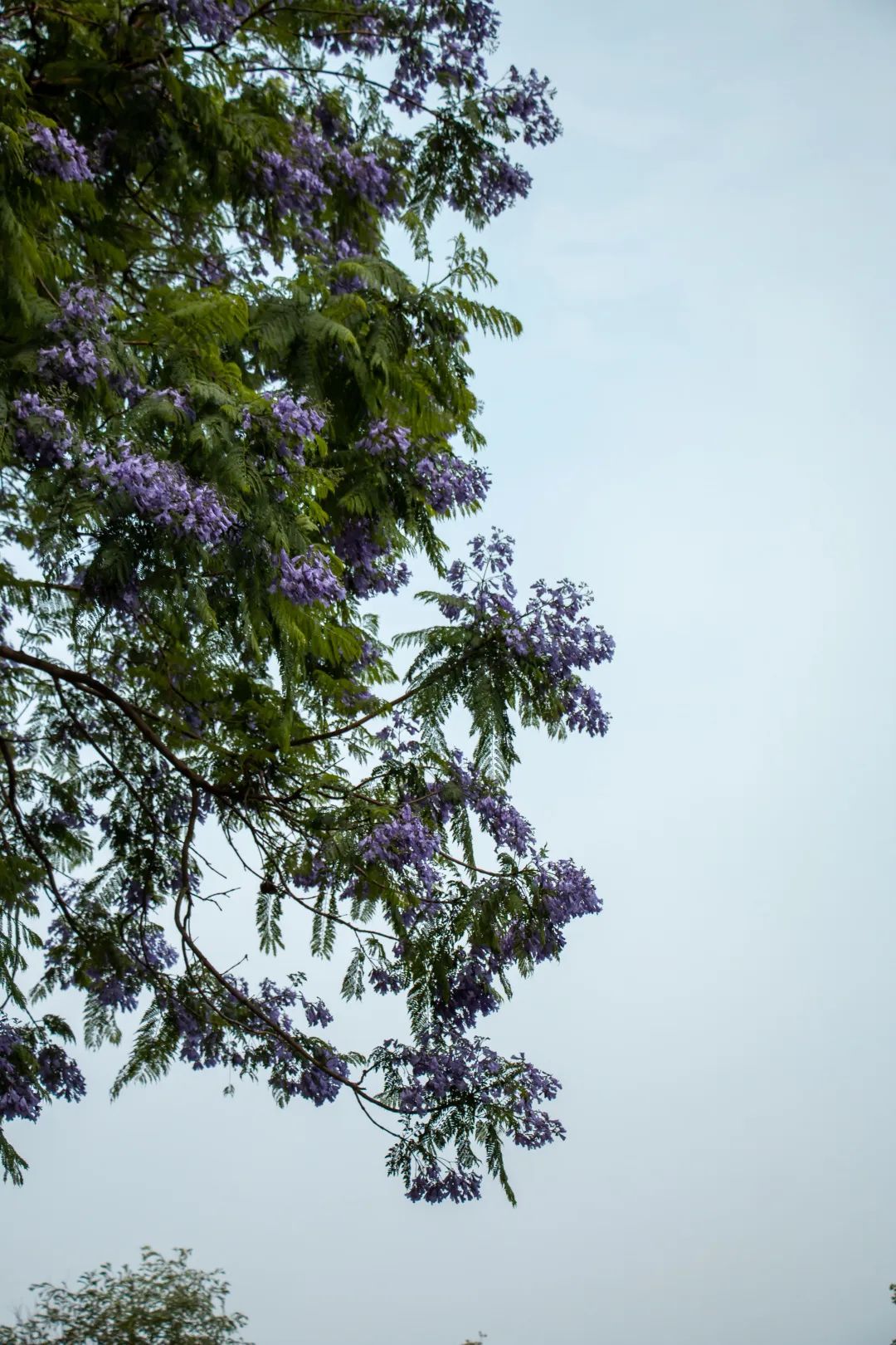 溫江什么處所的藍花楹最美麗