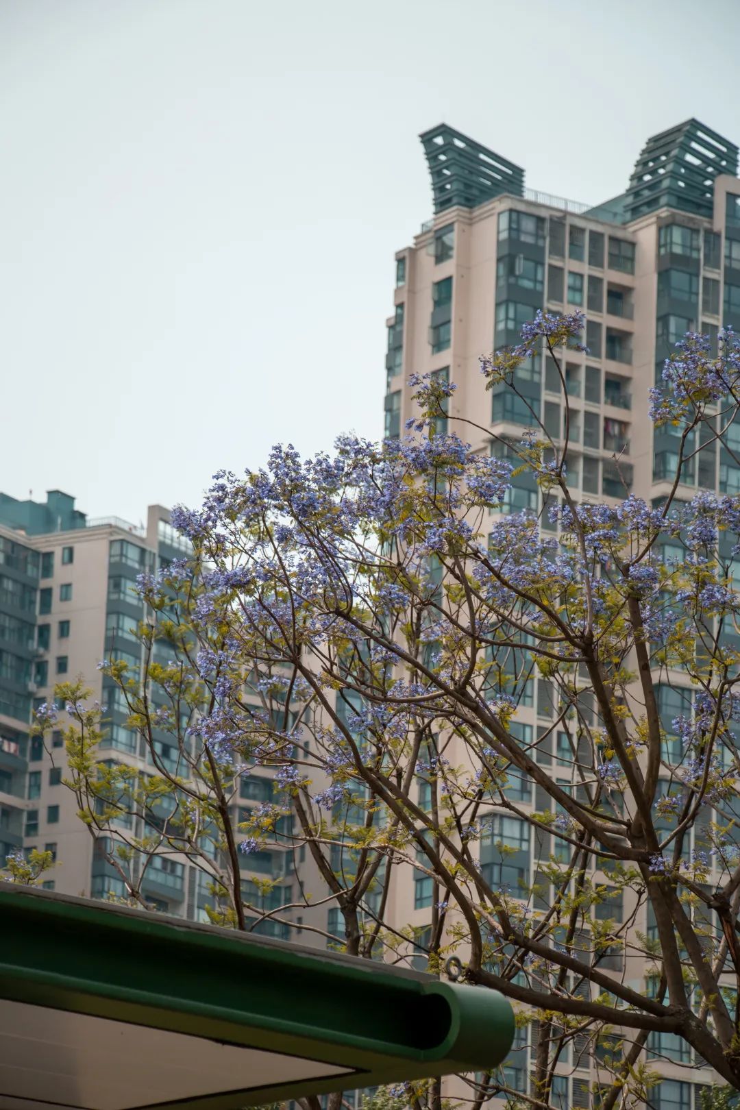 溫江什么處所的藍花楹最美麗