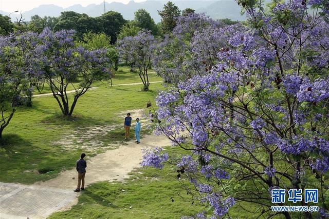 巴基斯坦伊斯蘭堡藍花楹盛開