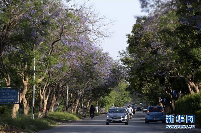 巴基斯坦伊斯蘭堡藍花楹盛開