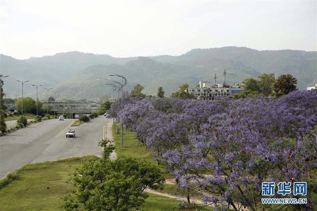 巴基斯坦伊斯蘭堡藍花楹盛開