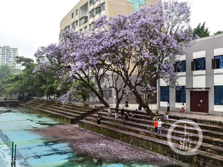 這所大學將建設200米藍花楹大道，只為花建檔！