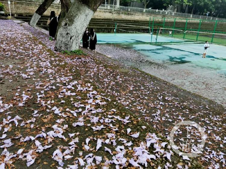這所大學將建設200米藍花楹大道，只為花建檔！